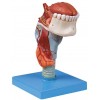 LARYNX WITH TONGUE & TEETH